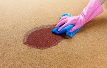 Gloved cleaning professional removing wine stain from medium pile carpet.